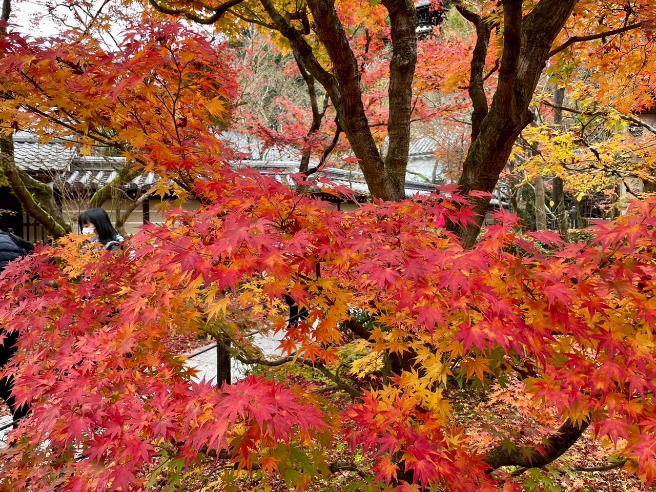 Autumn In Kyoto "Autumn Leaf Viewing." – Koto Kyoto