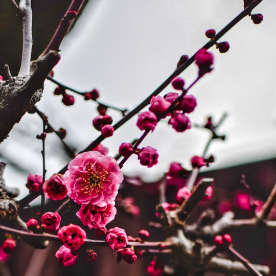 The Plum Blossoms are Blooming in Kyoto!